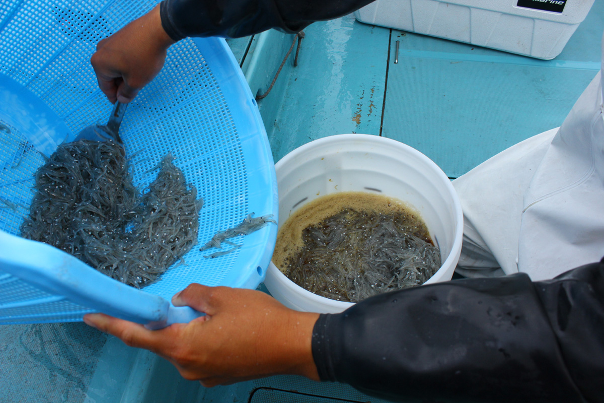 浜野水産 湘南丸 しらす沖漬け アカモク 釜揚げひじき 釜揚げしらす 釜揚げしらすピザ ユニークな しらすｔシャツ とことこ暮らし