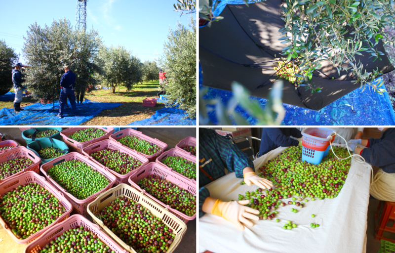 オリーブ収穫